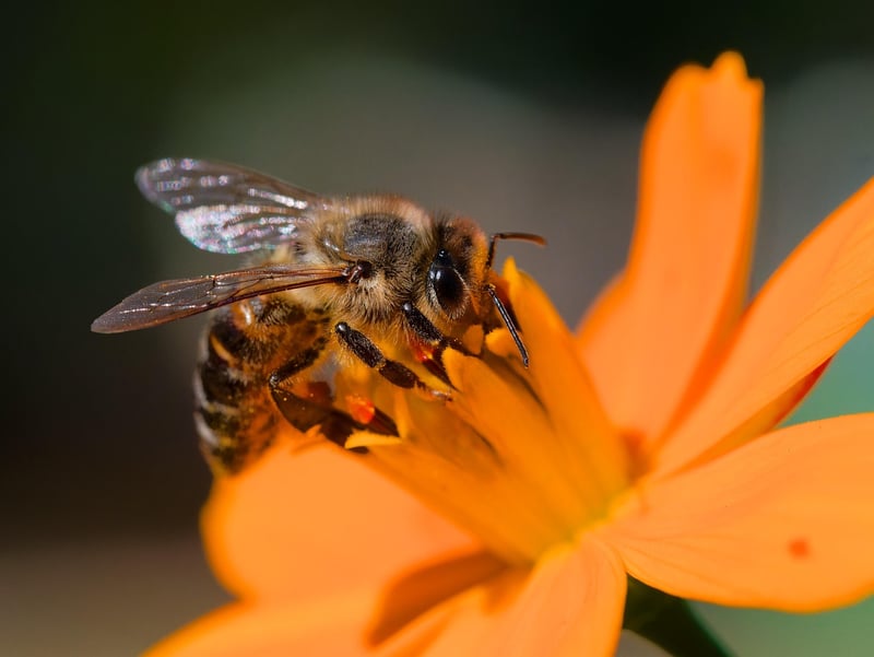 Pollinator-friendly Flowers