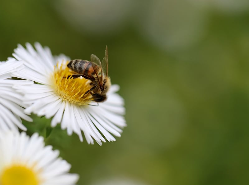 Bee on Bee Balm