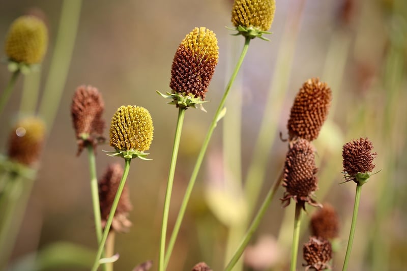 Coneflower
