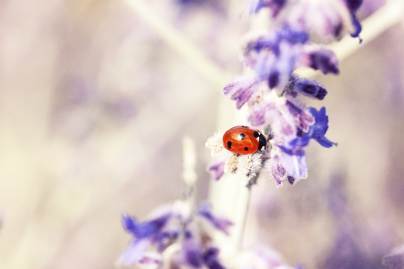 Ladybug - Natural pest control